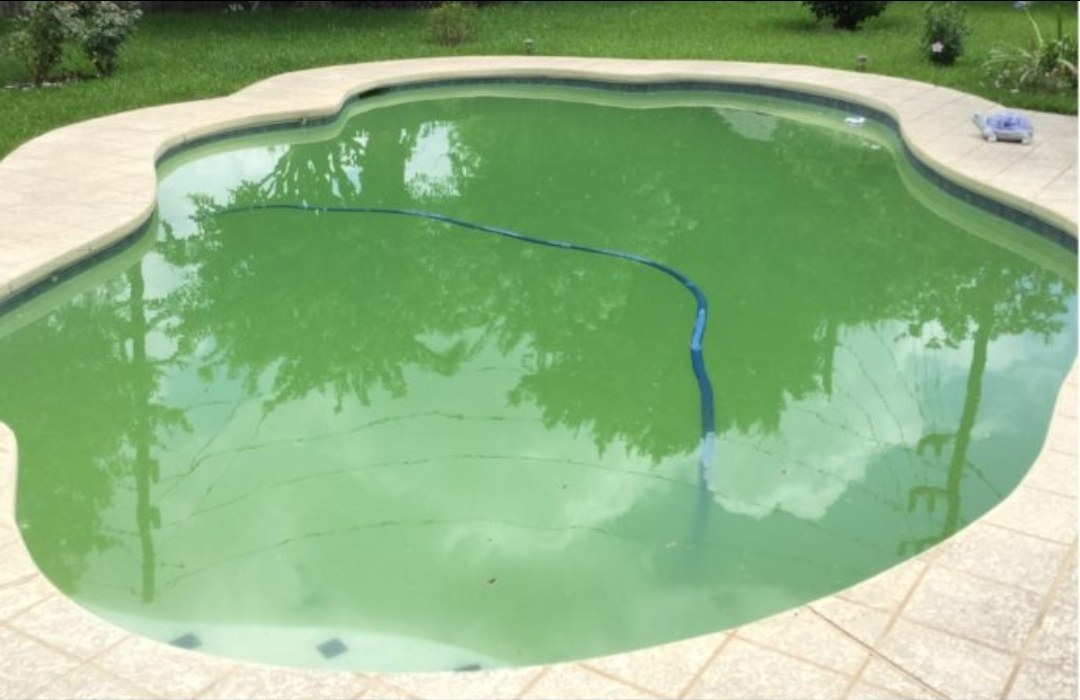 Freeform pool with green algae-filled water before recovery